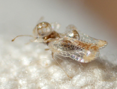 Corythucha incurvata