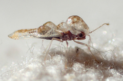 Corythucha incurvata