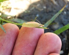 Bactra noteraula