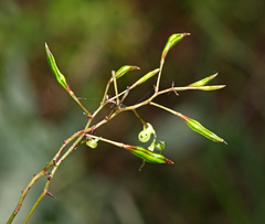 Impatiens furcillata