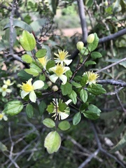 Clematis pauciflora