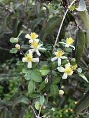 Clematis pauciflora