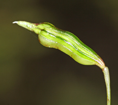 Impatiens furcillata