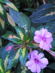 Impatiens hawkeri