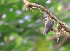 Lampornis viridipallens