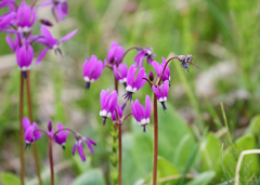 Primula frigida