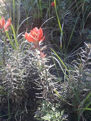 Castilleja cryptandra