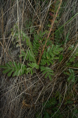 Acaena agnipila