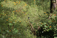 Sporophila luctuosa