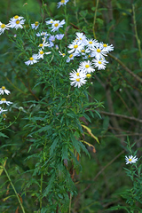 Aster incisus