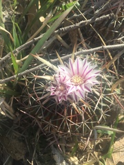 Echinofossulocactus zacatecasensis