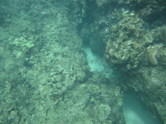 Labroides phthirophagus