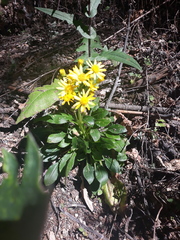 Packera toluccana