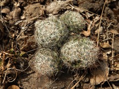 Mammillaria wrightii wilcoxii