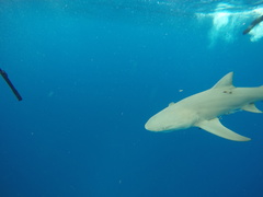 Negaprion brevirostris