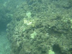 Plectroglyphidodon marginatus