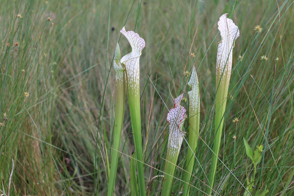 white pitcher plant in August 2023 by LW Ridge · iNaturalist