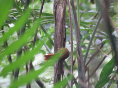 Anabacerthia variegaticeps