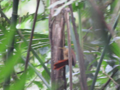 Anabacerthia variegaticeps