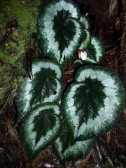 Begonia annulata