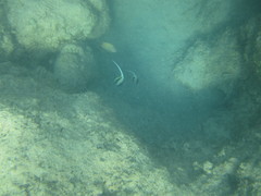 Plectroglyphidodon marginatus