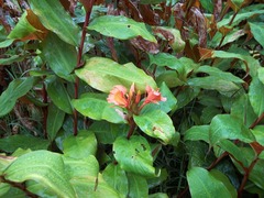 Hedychium greenii