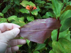 Hedychium greenii