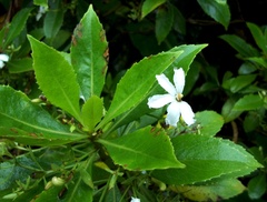 Scaevola chamissoniana