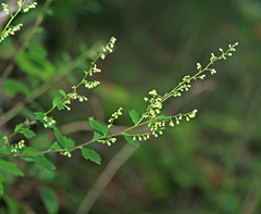 Artemisia keiskeana