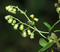 Artemisia keiskeana