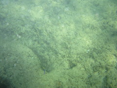 Labroides phthirophagus