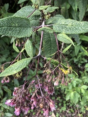 Aristeguietia glutinosa