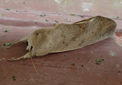Hemiceratinae