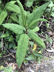 Aristeguietia glutinosa