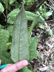 Aristeguietia glutinosa