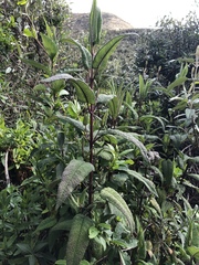 Aristeguietia glutinosa