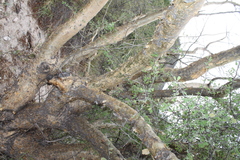 Bursera microphylla