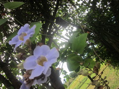 Thunbergia laurifolia