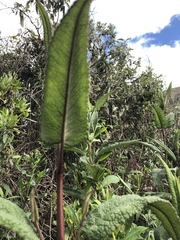 Aristeguietia glutinosa