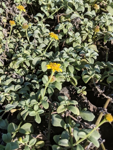 Lipochaeta integrifolia