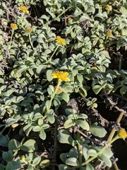 Lipochaeta integrifolia