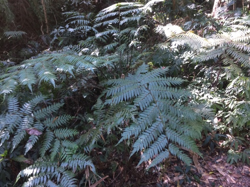 Alsophila spinulosa (Alsophila spinulosa)