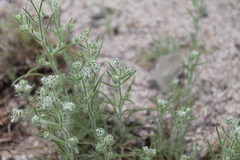 Cryptantha pterocarya