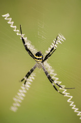 Argiope caledonia