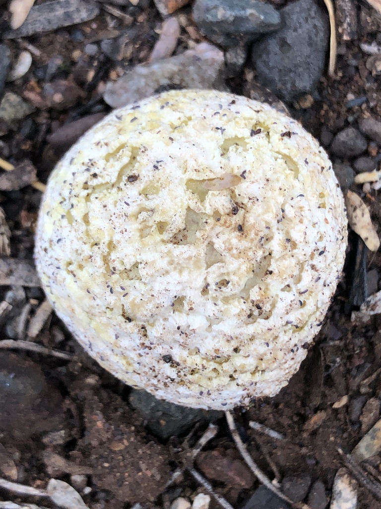 Calvatia lilacina from W Wagon Wheel Rd, Cottonwood, AZ, US on August ...