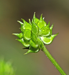 Ranunculus tachiroi