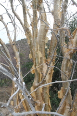Burseraceae