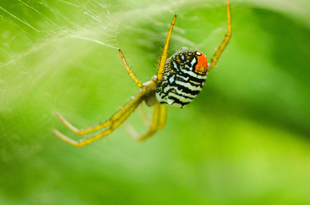 Cyrtophora admiralia