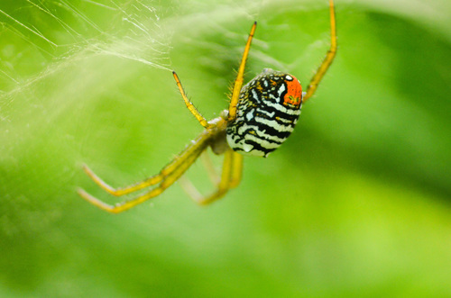 Cyrtophora admiralia