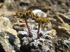 Anisotome lanuginosa